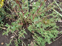 ova Gussonea-20110529 166